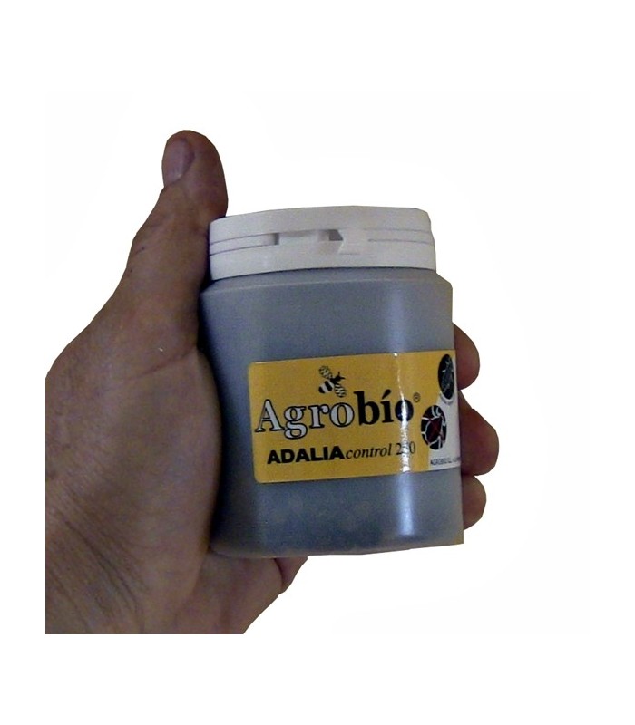 Venta de adalia bipunctata mariquita de dos puntos contra pulgón