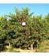 MAGNET MED bolsa 25 trampas cebo atracción y muerte de ceratitis la fruta