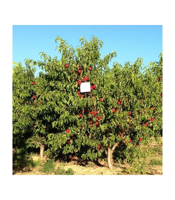 MAGNET MED bolsa 25 trampas cebo atracción y muerte de ceratitis la fruta