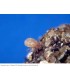 ENTOMITE-M 10.000