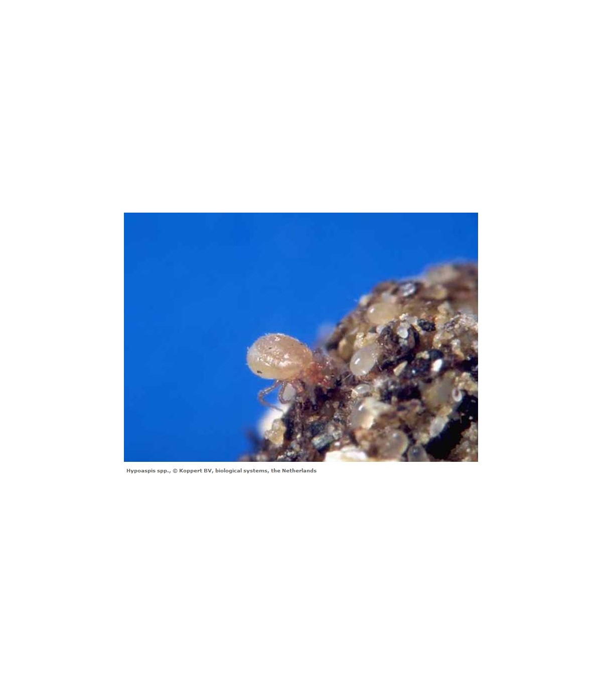ENTOMITE-M 10.000