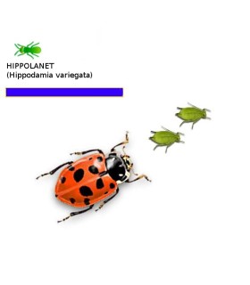HIPPOLANET 250 Mariquita de Adonis