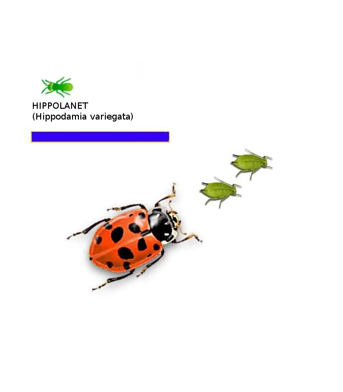 HIPPOLANET 250 Hippodamia mariquita depredadorea de pulgones