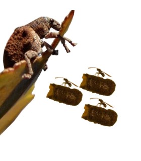 comprar anaphes nitens