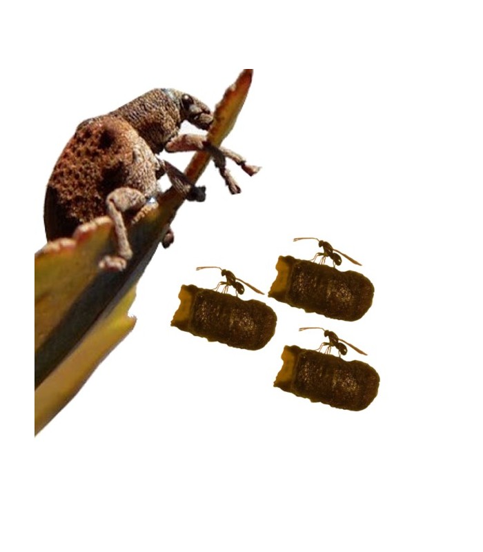 comprar anaphes nitens