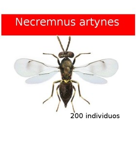 Necremnus artynes contra tuta absoluta
