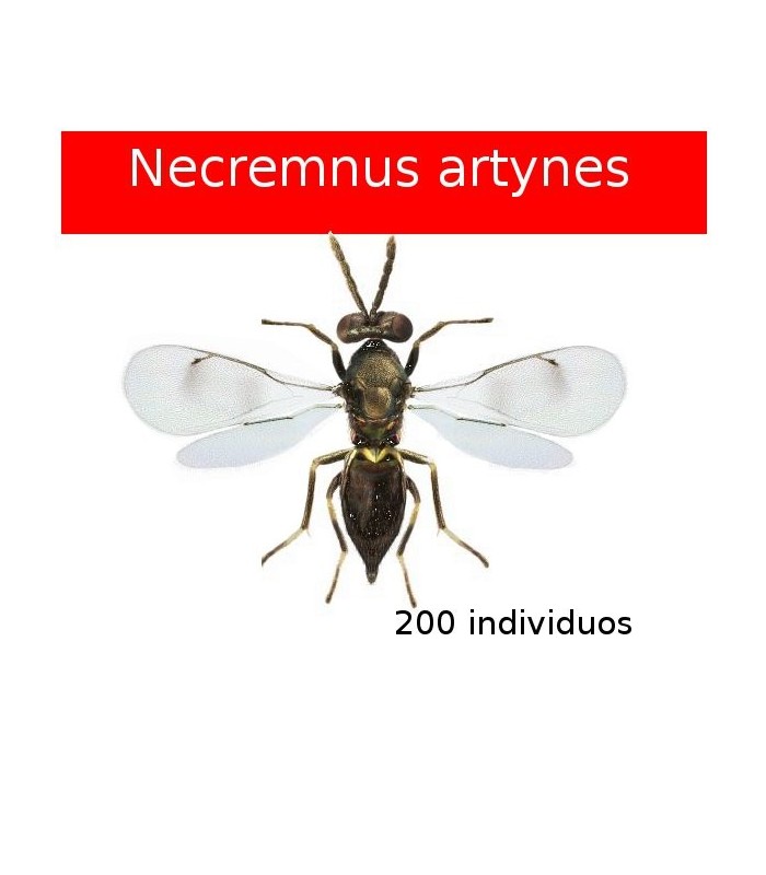 Necremnus artynes contra tuta absoluta