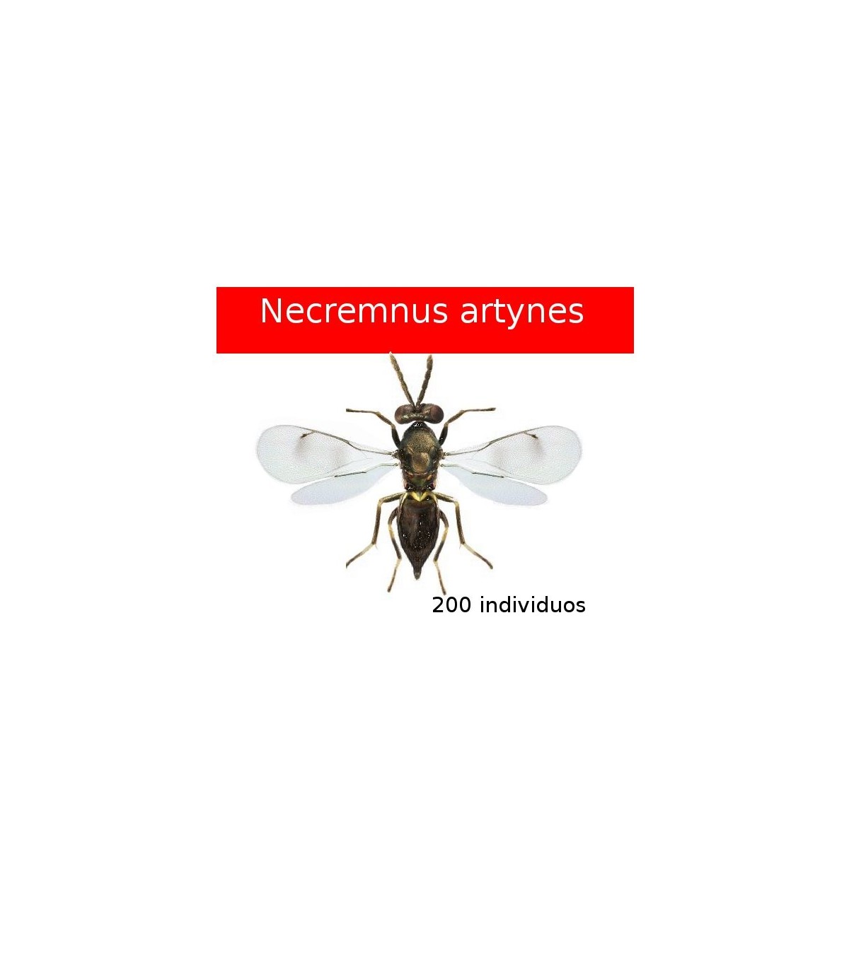 Necremnus artynes contra tuta absoluta