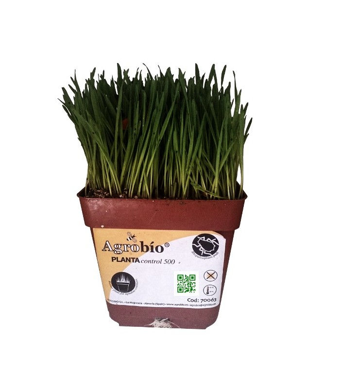 PLANTACONTROL Rhopalosiphum padi sobre trigo