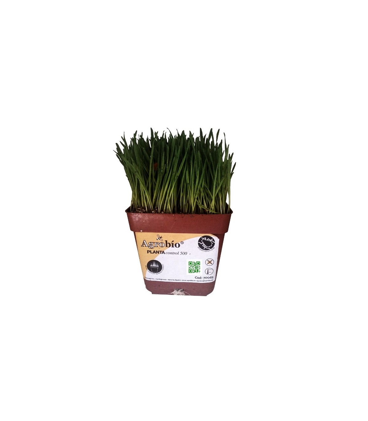 PLANTACONTROL Rhopalosiphum padi sobre trigo
