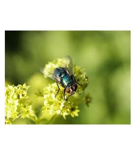NATUFLY 33.000