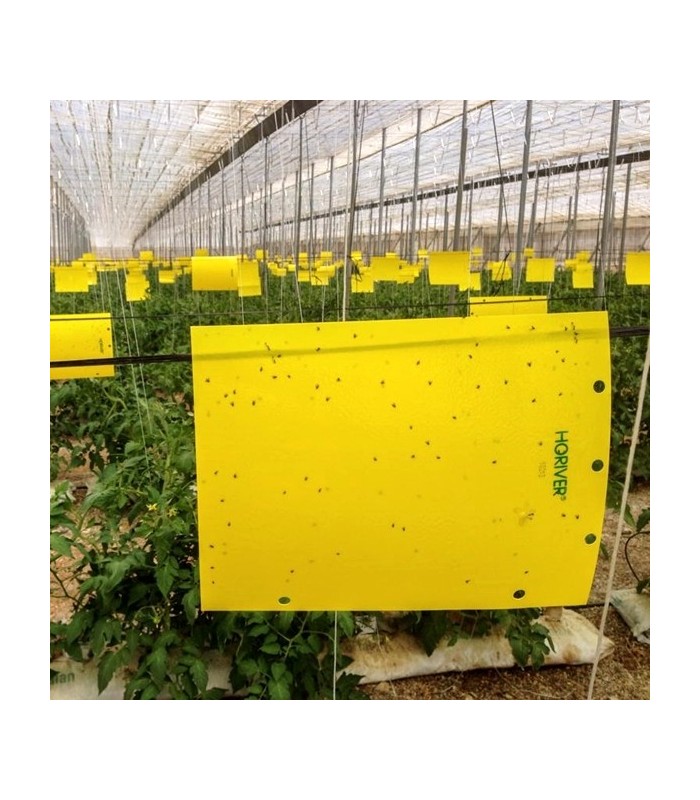 HORIVER 40x25 AMARILLA Trampa cromática adhesiva