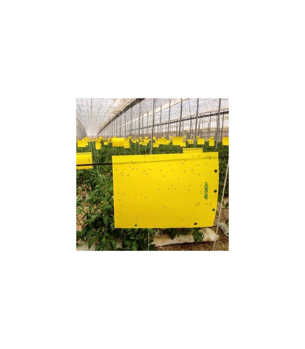 HORIVER 40x25 AMARILLA Trampa cromática adhesiva