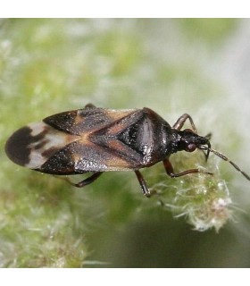 ANTHOcontrol  500 Anthocoris nemoralis contra Psyla