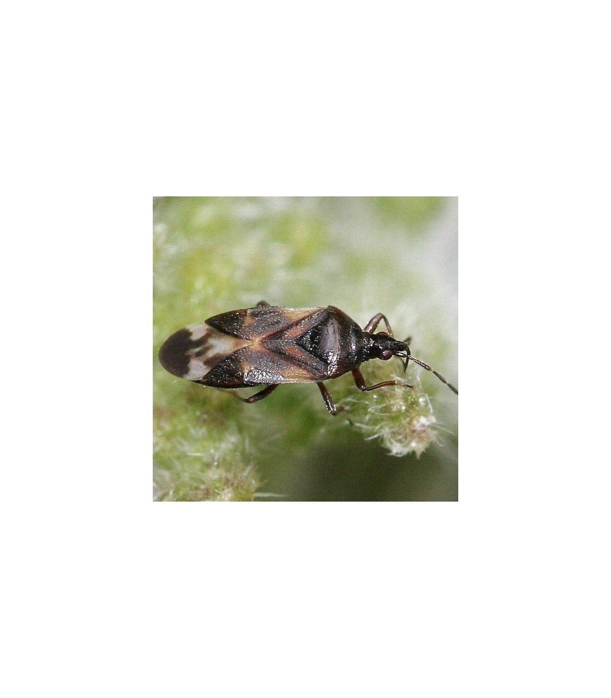 ANTHOcontrol  500 Anthocoris nemoralis contra Psyla