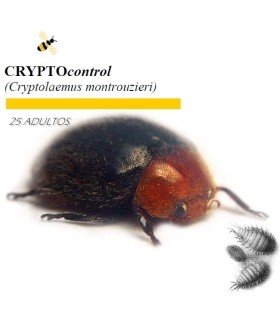 CRYPTOcontrol 1000 Cryptolaemus enemigo natural de cochinillas