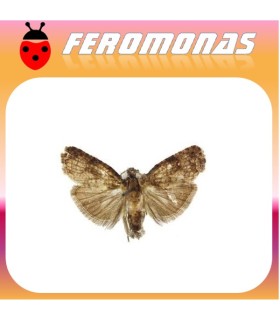 Feromonas para Ecdytolopha aurantiana Polilla de las naranjas