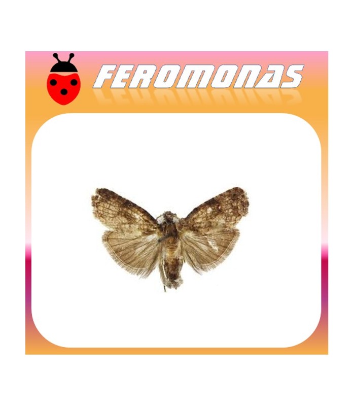 Feromonas para Ecdytolopha aurantiana Polilla de las naranjas