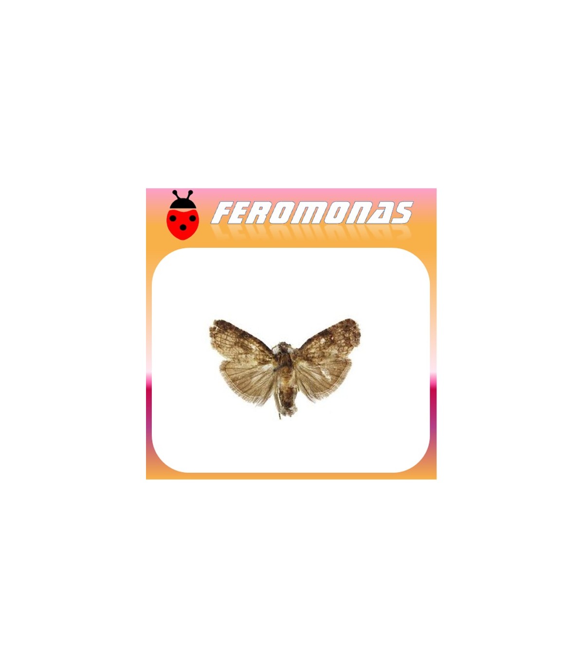 Feromonas para Ecdytolopha aurantiana Polilla de las naranjas