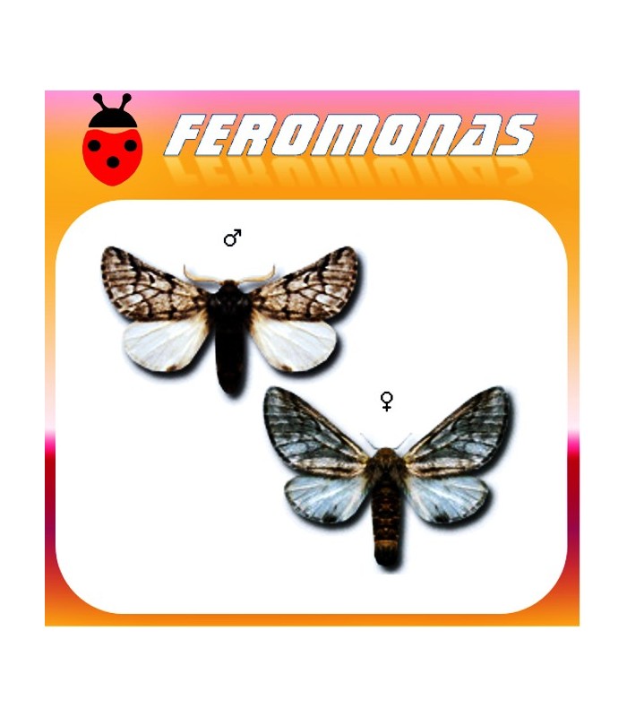 Feromona procesionaria 200 dias