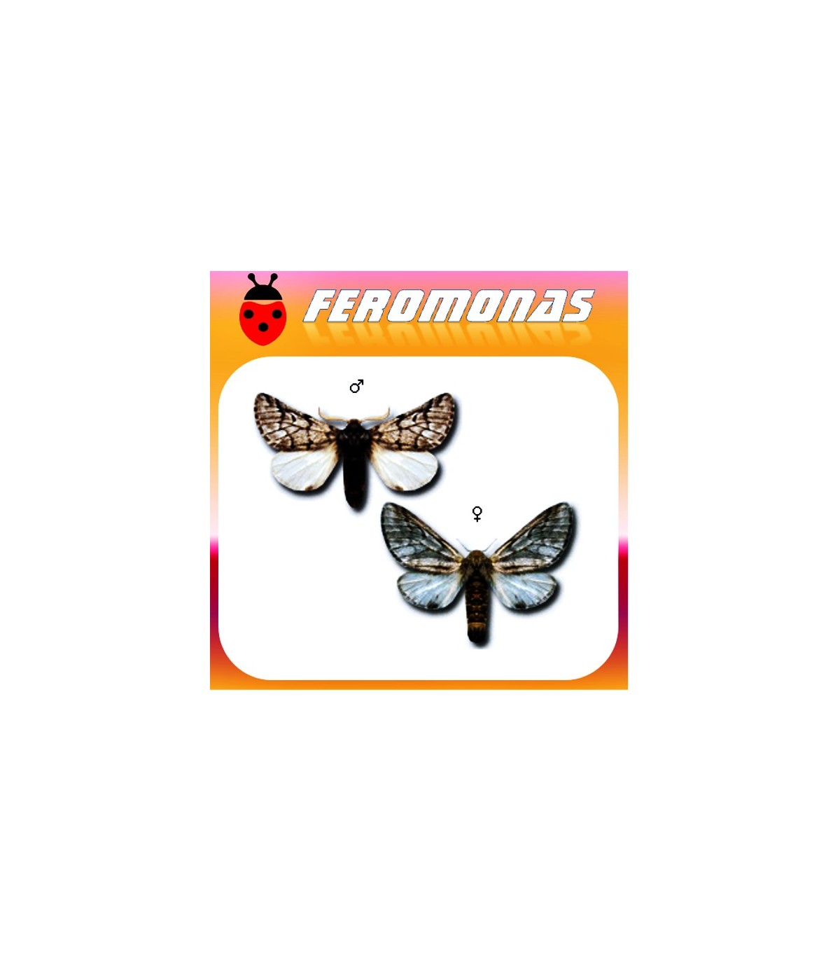 Feromona procesionaria 200 dias