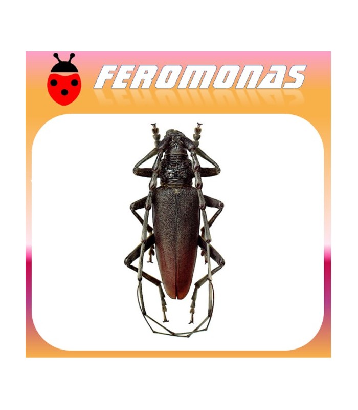 atrayente para CERAMBYX Taladro de la encina