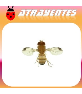 DROSOPHila suzukii  mosca del vinagre de alas manchadas