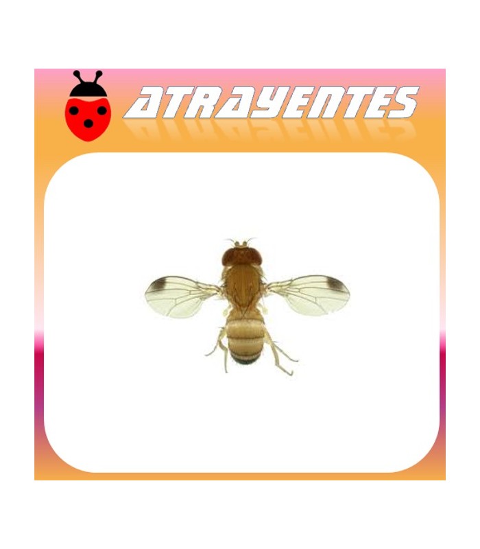 DROSOPHila suzukii  mosca del vinagre de alas manchadas