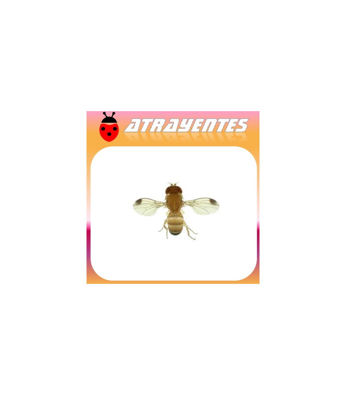 DROSOPHila suzukii  mosca del vinagre de alas manchadas