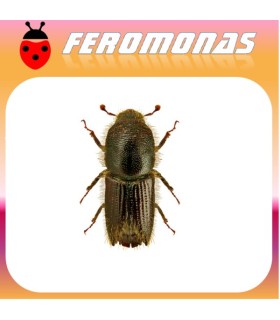 Feromonas para IPS MANNSFELDI Escarabajo perforador