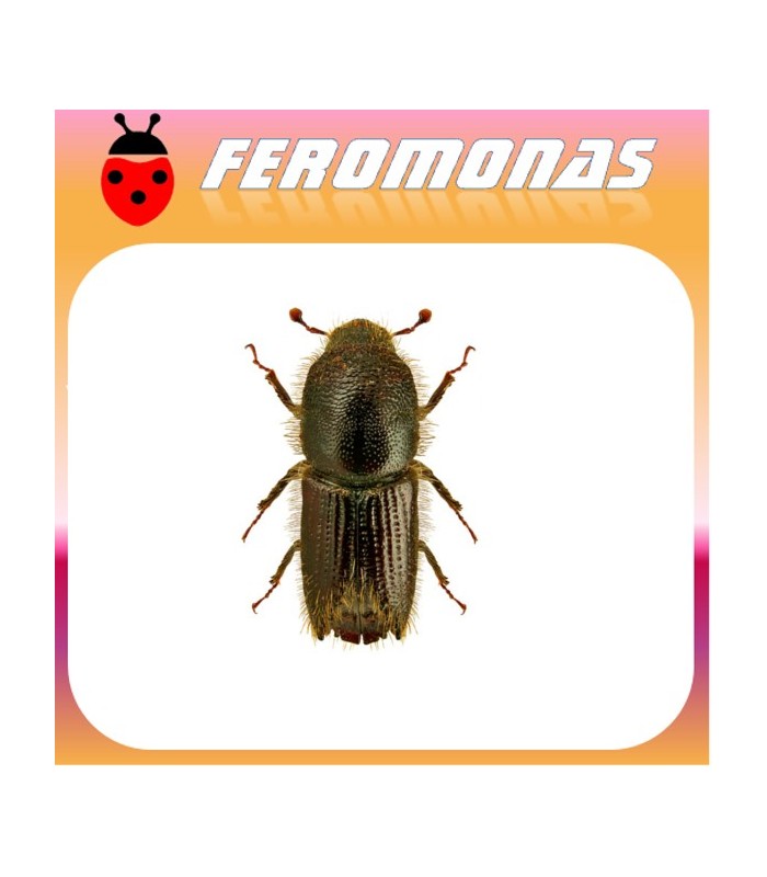 Feromonas para IPS MANNSFELDI Escarabajo perforador