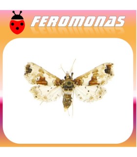 Feromona LEUCINODES ORBONALIS Polilla de la berenjena