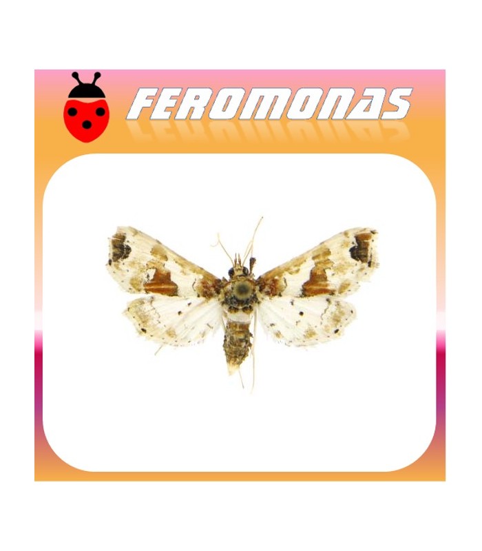 Feromona LEUCINODES ORBONALIS Polilla de la berenjena