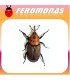 FEROMONA PICUDO ROJO 150 días