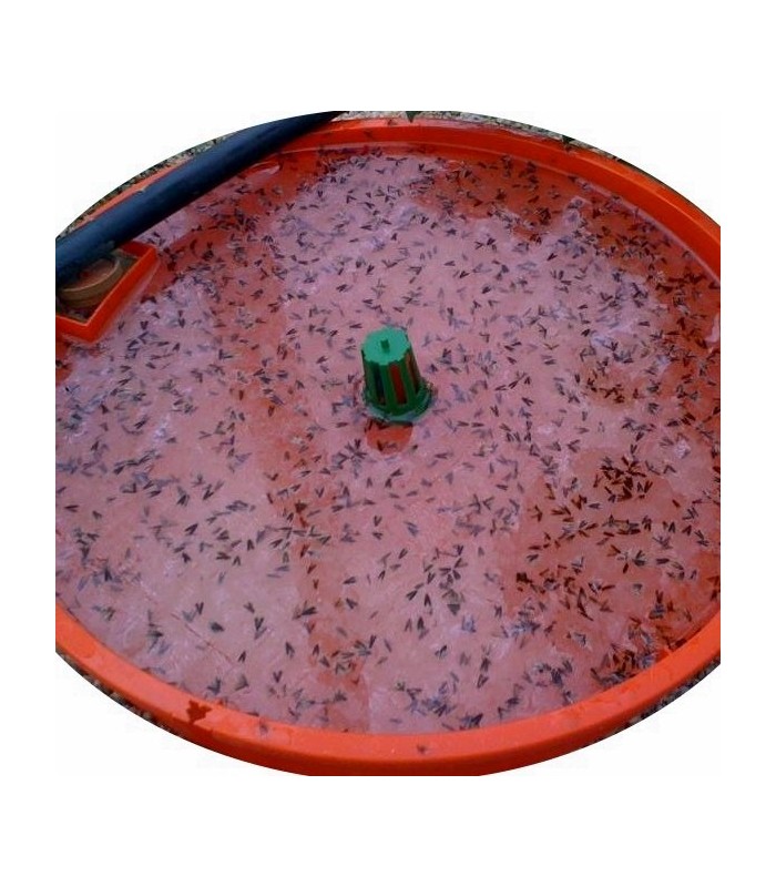Trampa de agua TUTASAN para Tuta absoluta
