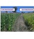 CERES-MIX WHEAT 1 L de Koppert bioprotector de semillas para cereales