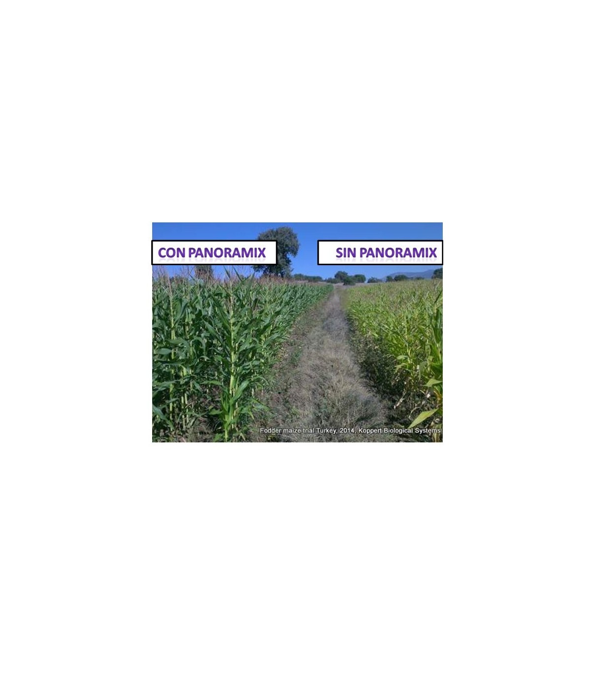 CERES-MIX WHEAT 1 L de Koppert bioprotector de semillas para cereales