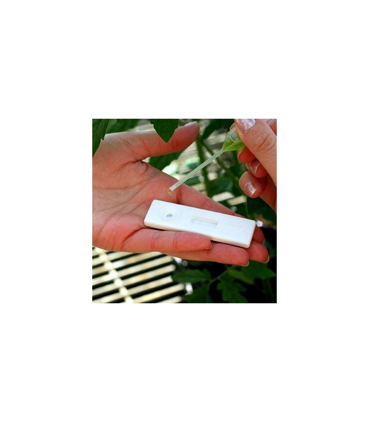 TEST Phytophthora 1 Ud