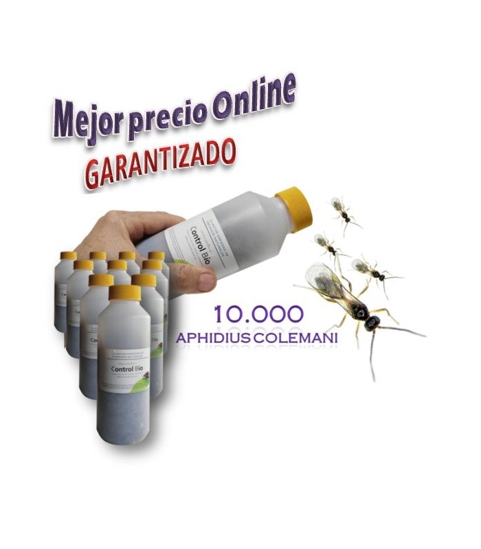 Aphidius colemani 10.000 ud