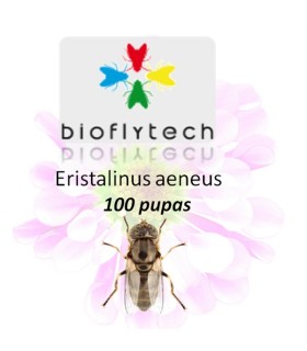 Eristalinus aeneus 100 pupas insecto polinizador