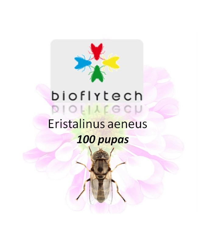 Eristalinus aeneus 100 pupas insecto polinizador