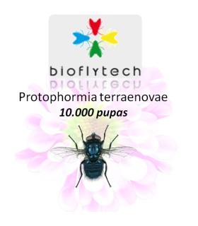 Protophormia terraenovae10000 insecto polinizador