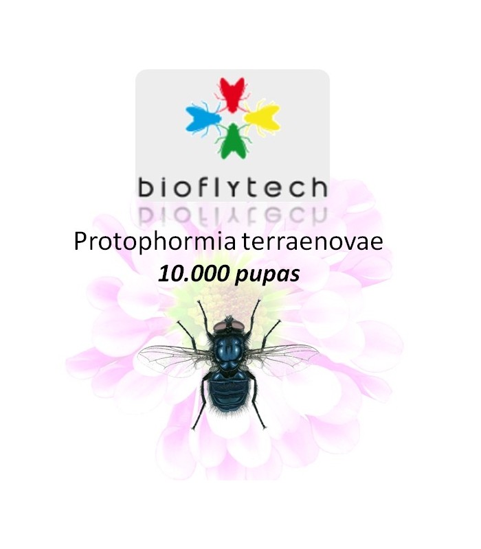 Protophormia terraenovae10000 insecto polinizador