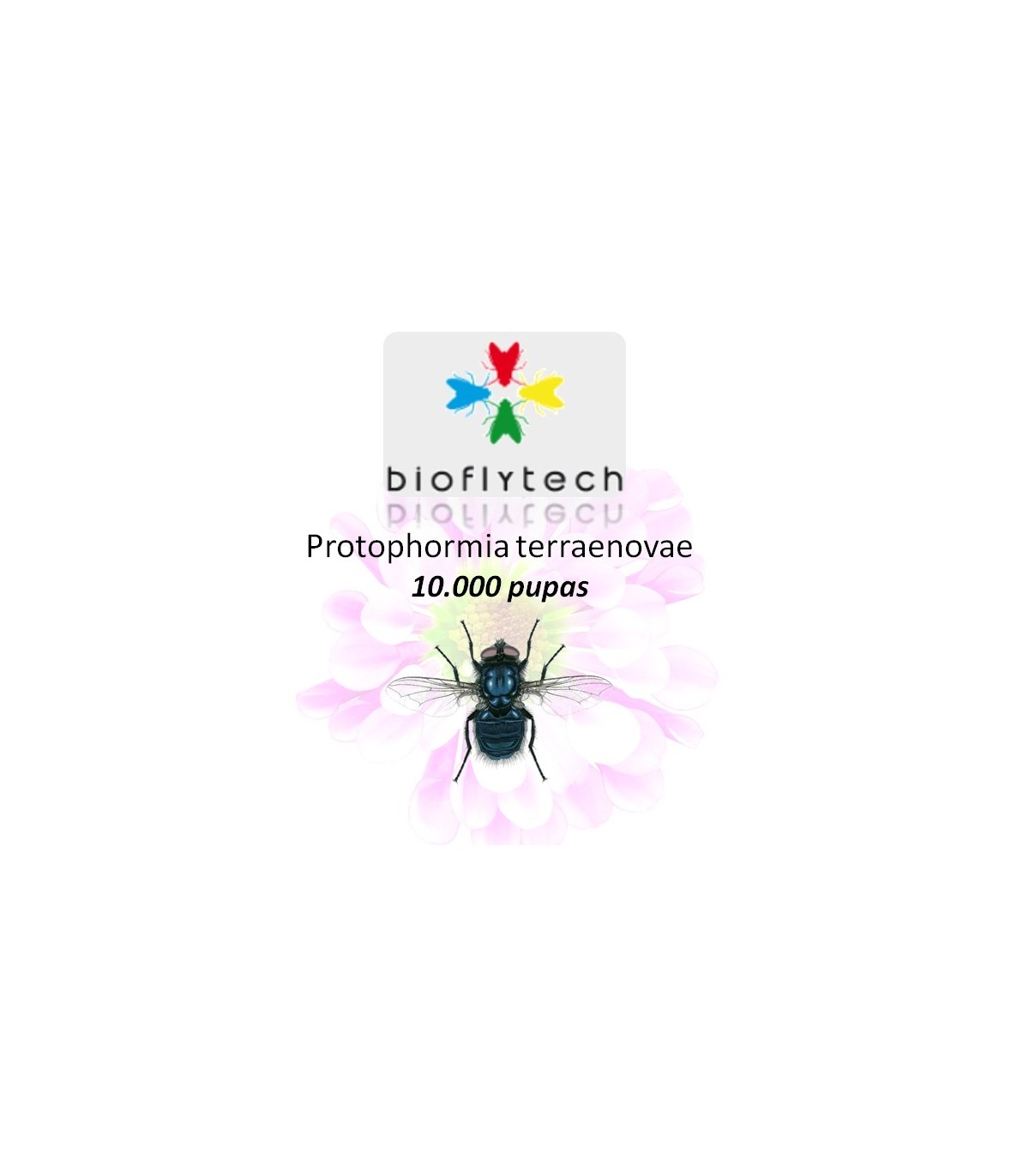 Protophormia terraenovae10000 insecto polinizador