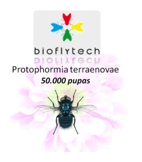Protophormia terraenovae 50000 insecto polinizador