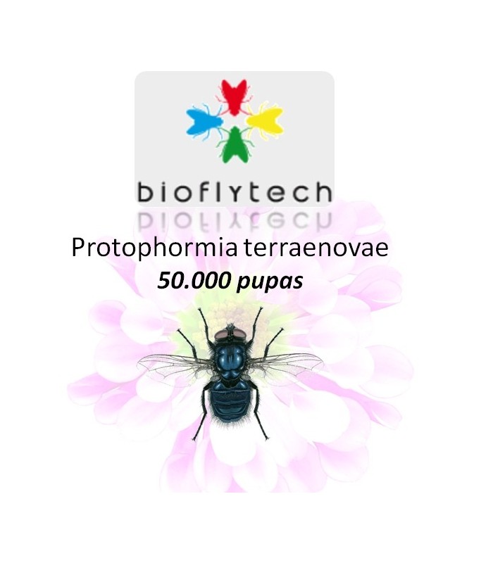 Protophormia terraenovae 50000 insecto polinizador
