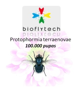 Protophormia terraenovae 100000 insecto polinizador