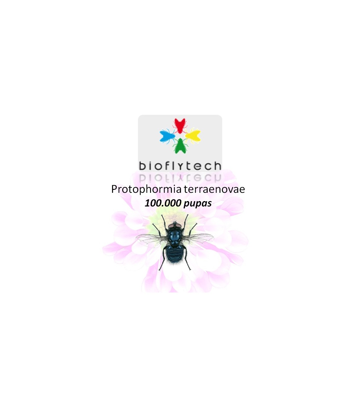 Protophormia terraenovae 100000 insecto polinizador