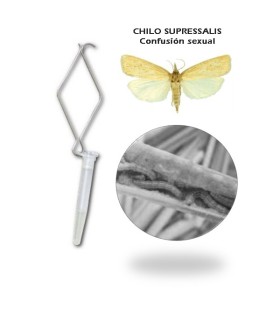 CHILOTEC confusion sexual Chilo suppressalis