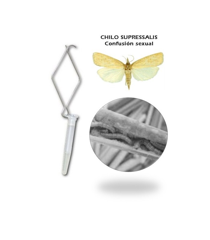 CHILOTEC confusion sexual Chilo suppressalis